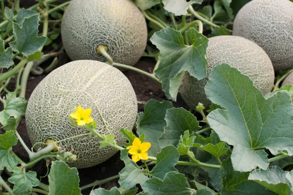 Honigmelone pflanzen, pflegen und ernten