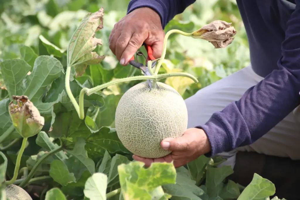 Honigmelone pflanzen, pflegen und ernten