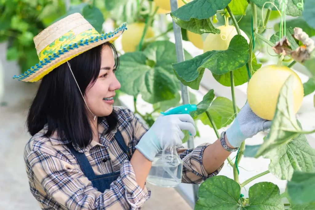 Honigmelone pflanzen, pflegen und ernten