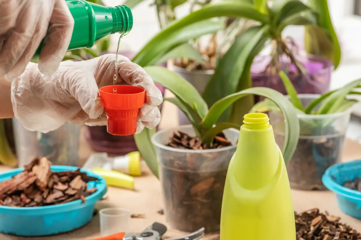 Orchideen dngen mit Hausmitteln - Diese natrlichen Dnger sorgen fr eine  reiche Blte