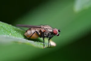 Zwiebelfliege erkennen, bekämpfen & vorbeugen