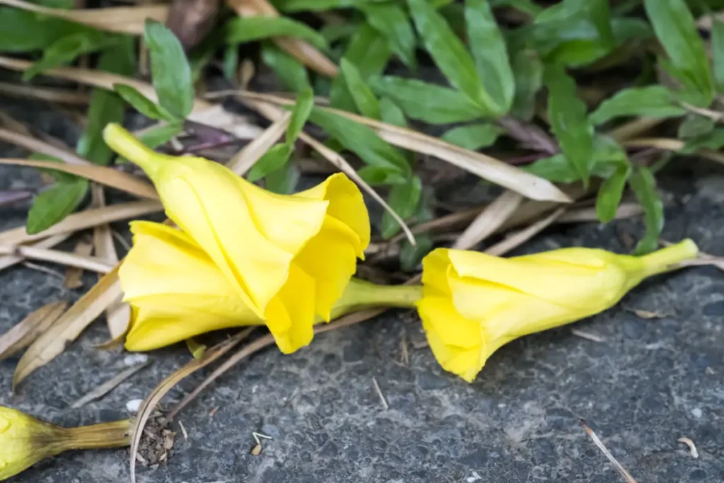 Oleander bekommt gelbe Blätter – Ursachen & Tipps zur Behandlung