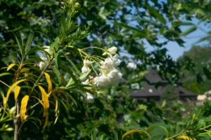 Oleander bekommt gelbe Blätter – Ursachen & Tipps zur Behandlung