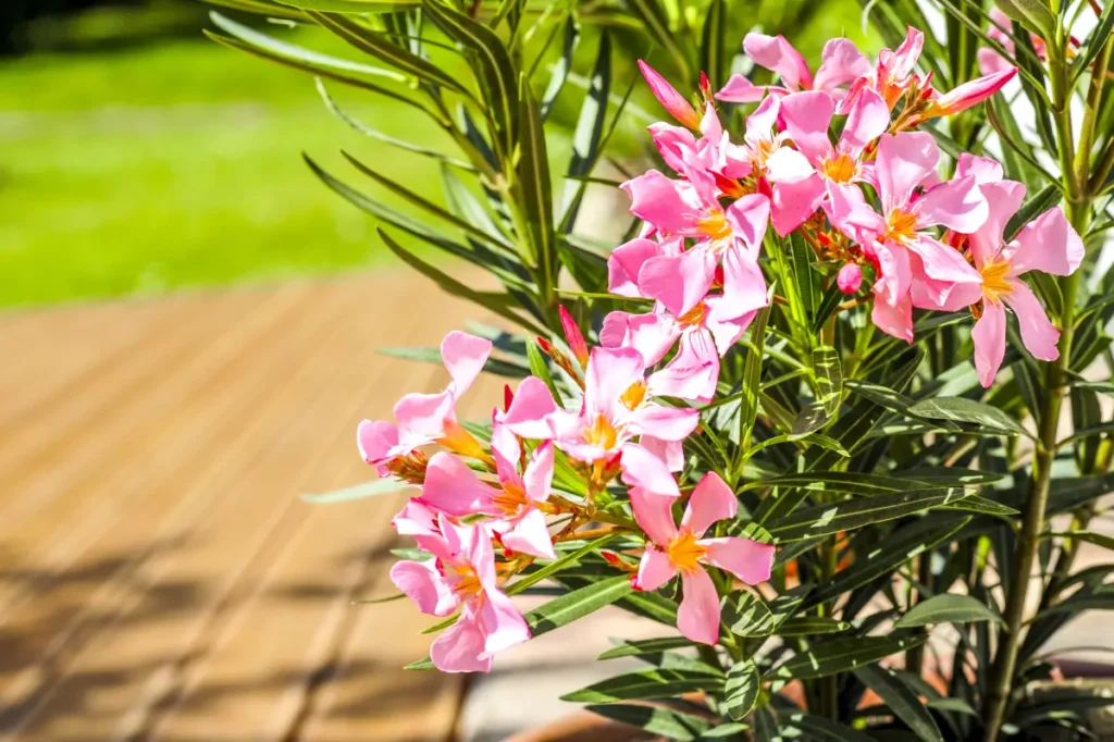 Oleander bekommt gelbe Blätter – Ursachen & Tipps zur Behandlung
