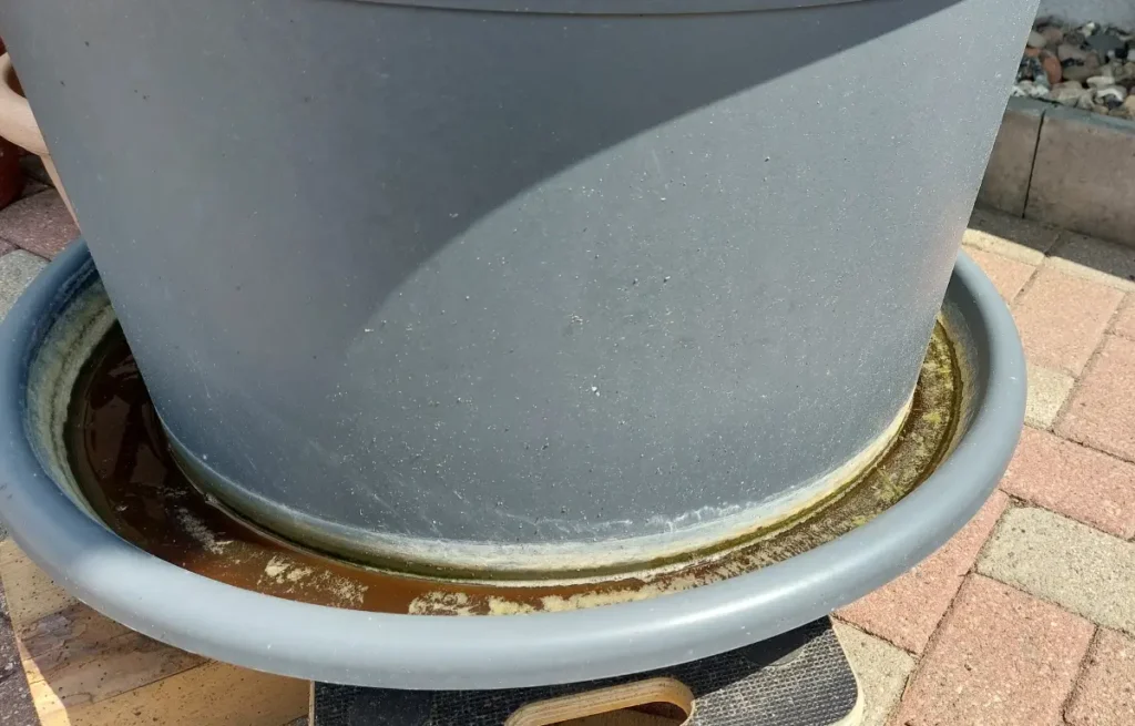 Oleander bekommt gelbe Blätter – Ursachen & Tipps zur Behandlung