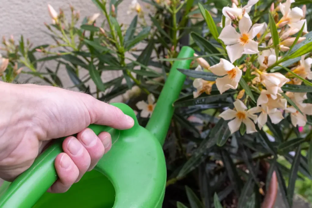 Oleander bekommt gelbe Blätter – Ursachen & Tipps zur Behandlung