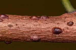 Schildläuse bekämpfen