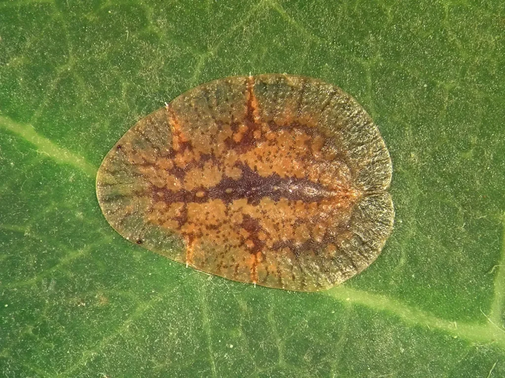 Schildläuse bekämpfen