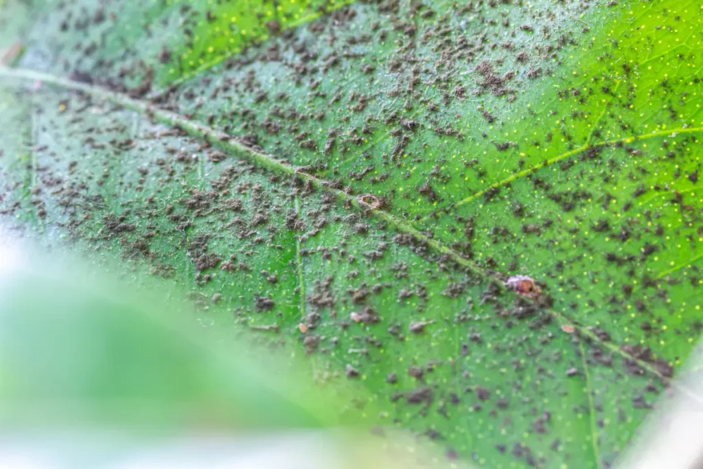 Schildläuse bekämpfen
