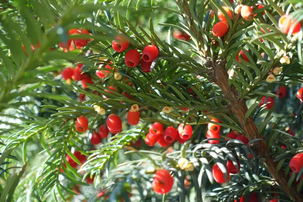Früchte einer Eibe Eibenhecke pflanzen und pflegen - Anleitung & Tipps für eine dichte Hecke