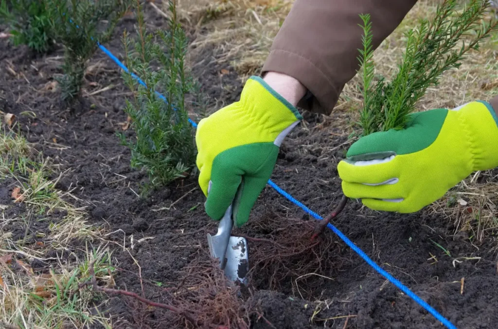 Gärtner pflanzt eine Eibenhecke Eibenhecke pflanzen und pflegen - Anleitung & Tipps für eine dichte Hecke