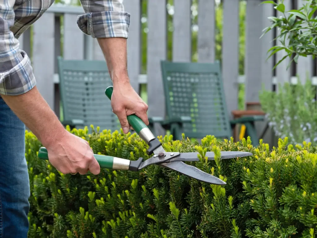 Eibenhecke wird geschnitten Eibenhecke pflanzen und pflegen - Anleitung & Tipps für eine dichte Hecke