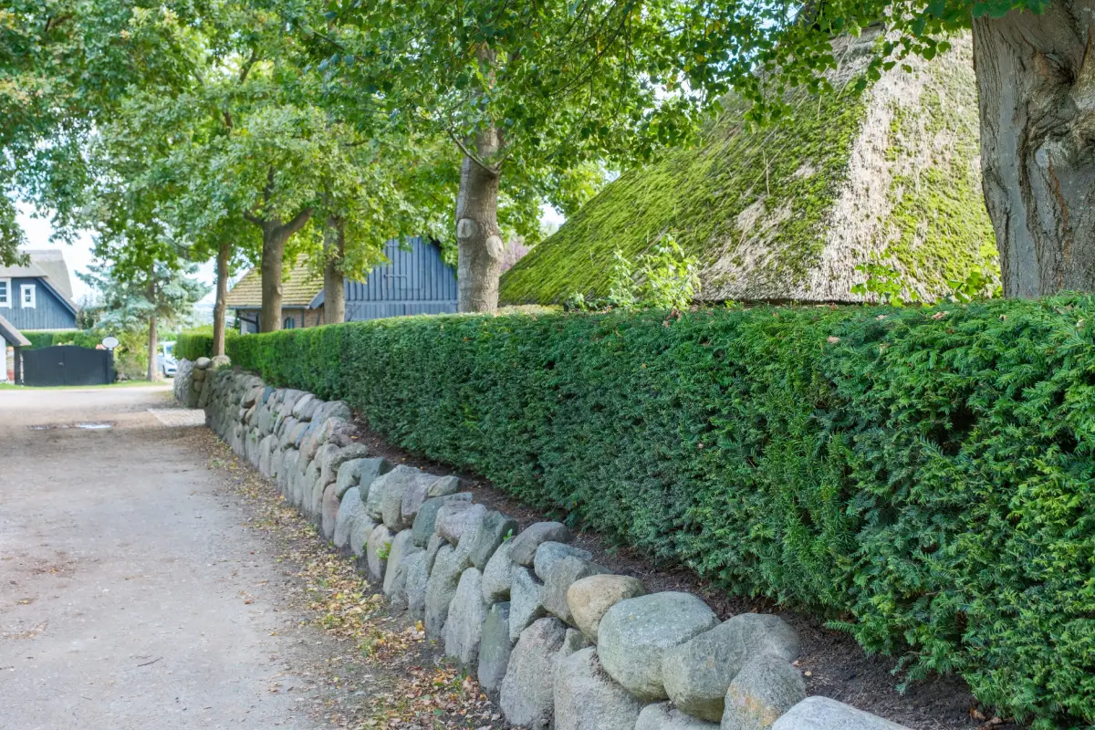 Eibenhecke pflanzen und pflegen - Anleitung & Tipps fr eine dichte Hecke