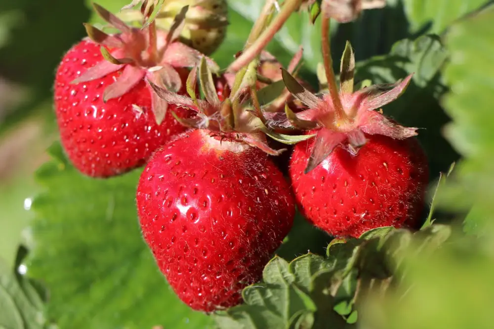 Erdbeere Lucky Berry