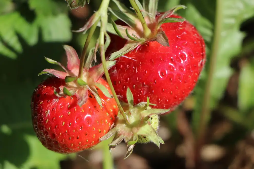 Erdbeere Ostara