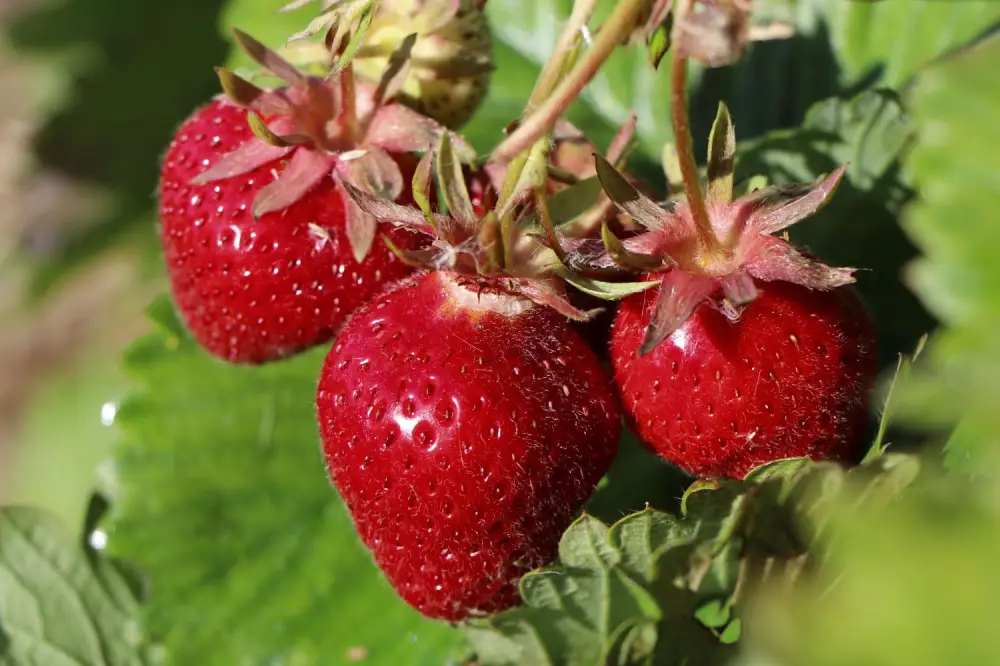 Erdbeere Polka