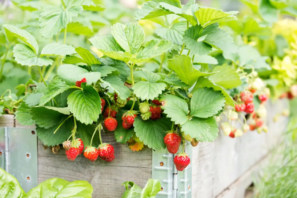 Erdbeeren im Hochbeet pflanzen.
