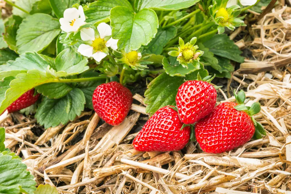 Erdbeeren mulchen