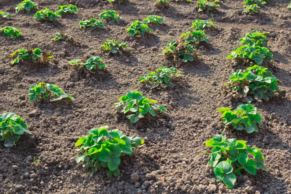 Erdbeeren pflanzen Pflanzabstand
