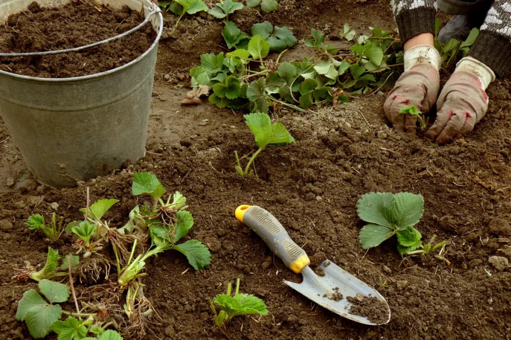 Erdbeeren pflanzen, pflegen und vermehren Erdbeeren pflanzen, pflegen und vermehren.