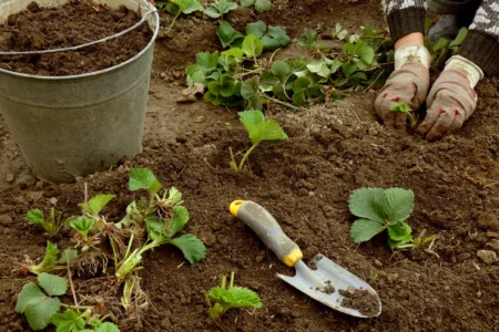 Erdbeeren pflanzen, pflegen und vermehren.