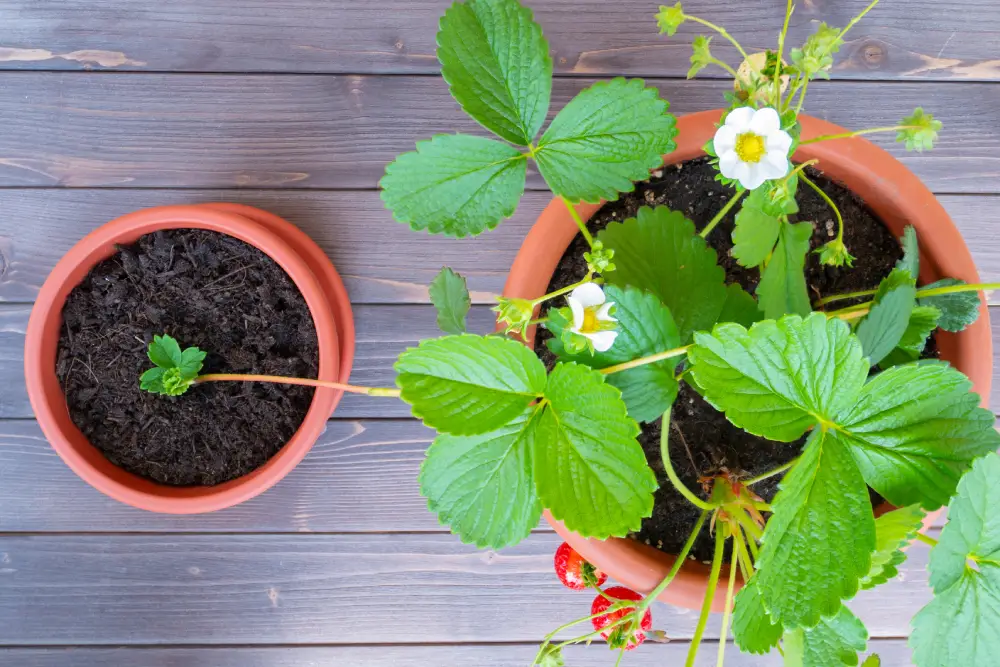 Erdbeeren vermehren