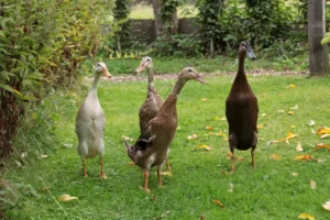 Laufenten im Garten halten - Voraussetzungen, Ernährung & Tipps zur Pflege der Schneckenjäger
