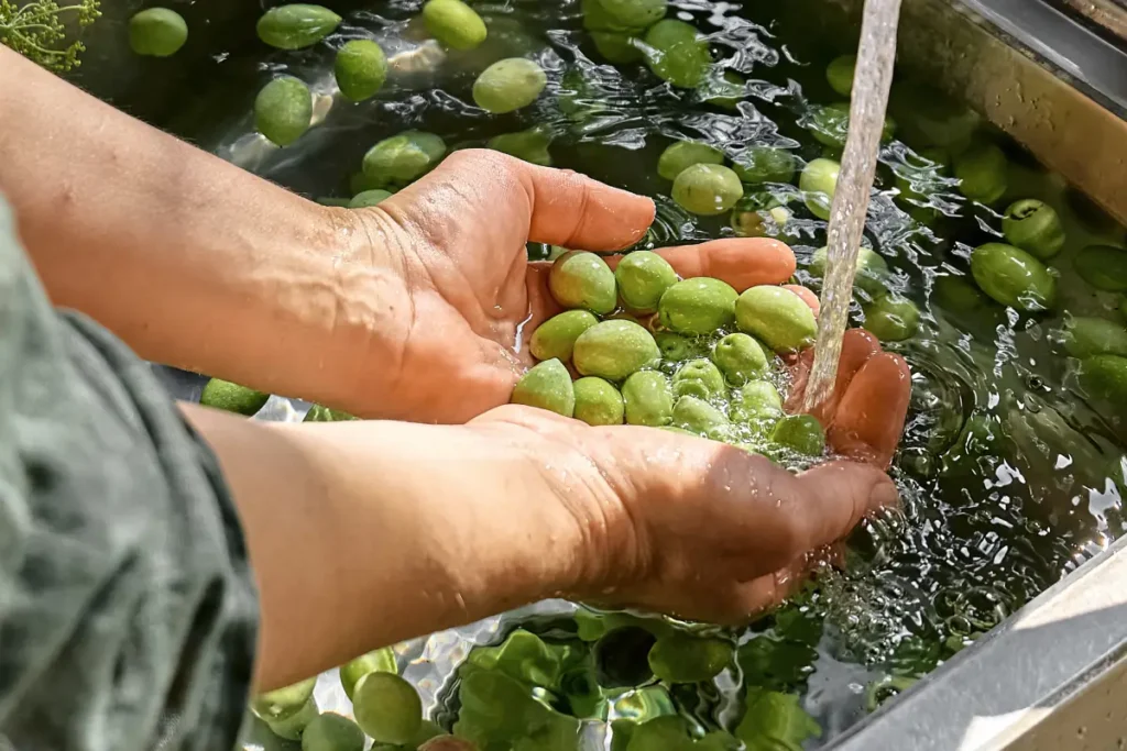 Oliven werden gewaschen Oliven einlegen - 3 köstliche Rezepte vorgestellt