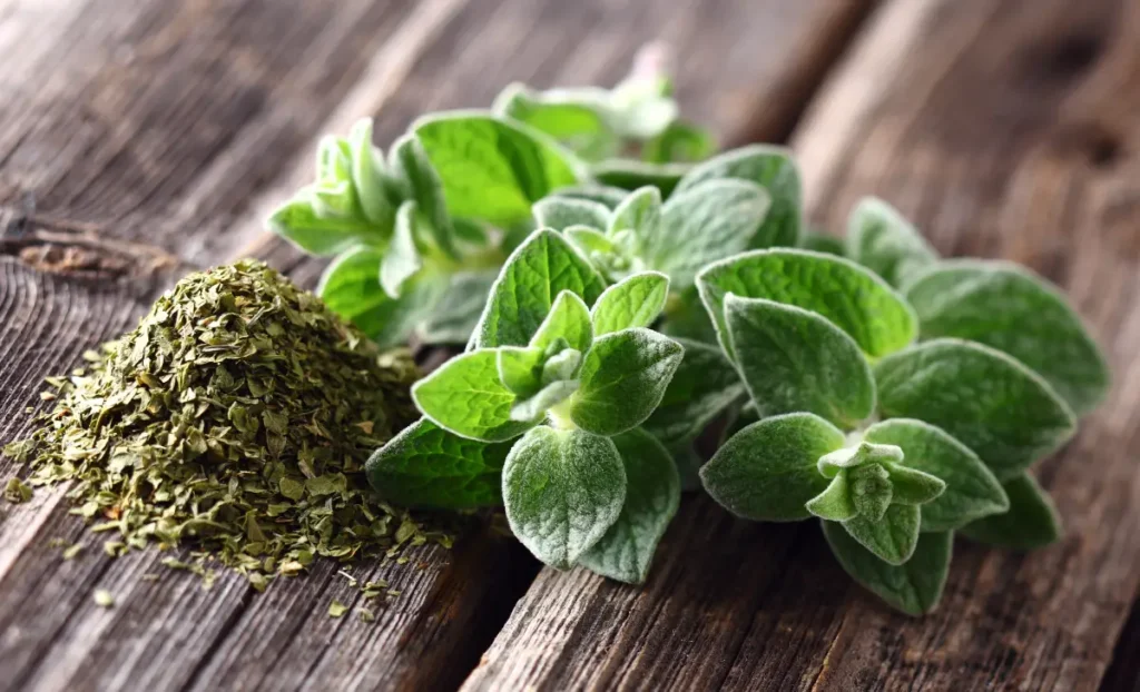 Frischer und getrockneter Oregano