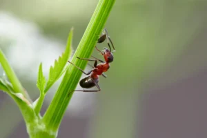 Nematoden gegen Ameisen
