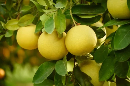 Pomelo pflanzen, pflegen und vermehren