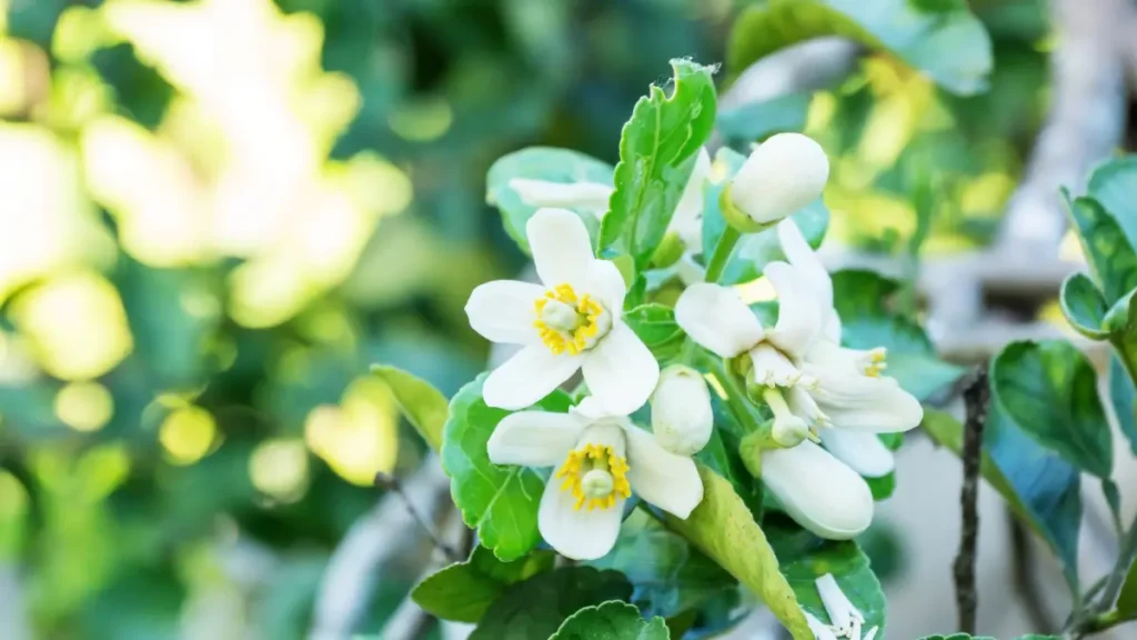 Blüten eines Pomelobaumes Pomelo pflanzen, pflegen und vermehren