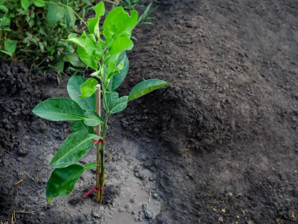 Pomelobaum in Gartenboden gepflanzt Pomelo pflanzen, pflegen und vermehren