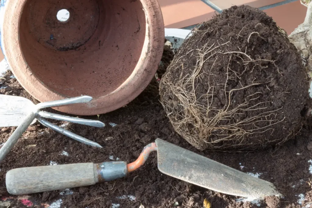 Zitronenbaum Pflege - Tipps vom Gießen bis hin zur Bekämpfung von Krankheiten und Schädlingen