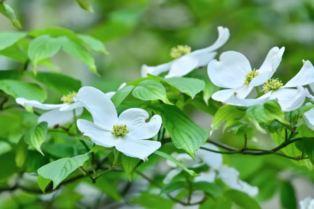 Japanischer Blumenhartriegel - Pflanzen, pflegen und überwintern