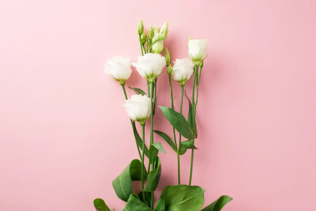 Weiße Eustoma grandiflorum auf einem rosa Hintergrund Prärieenzian pflanzen, pflegen und vermehren