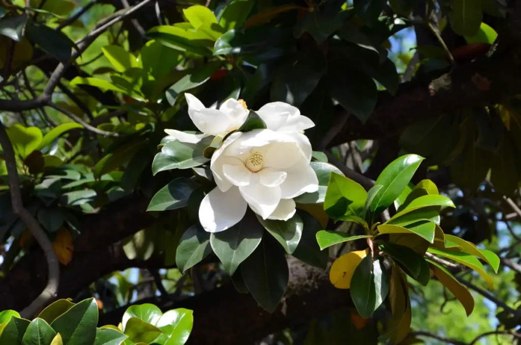 Immergrüne Magnolie pflanzen, pflegen und vermehren Immergrüne Magnolie pflanzen, pflegen und vermehren