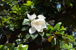 Immergrüne Magnolie pflanzen, pflegen und vermehren