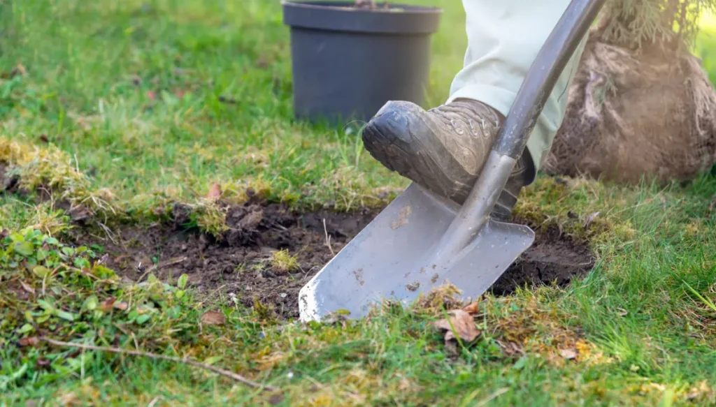Mann hebt Pflanzloch aus Immergrüne Magnolie pflanzen, pflegen und vermehren