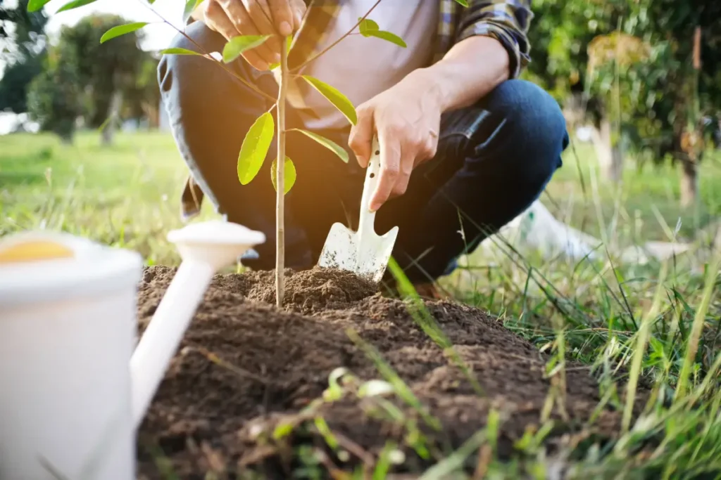 Gärtner pflanzt einen einen Baum Immergrüne Magnolie pflanzen, pflegen und vermehren