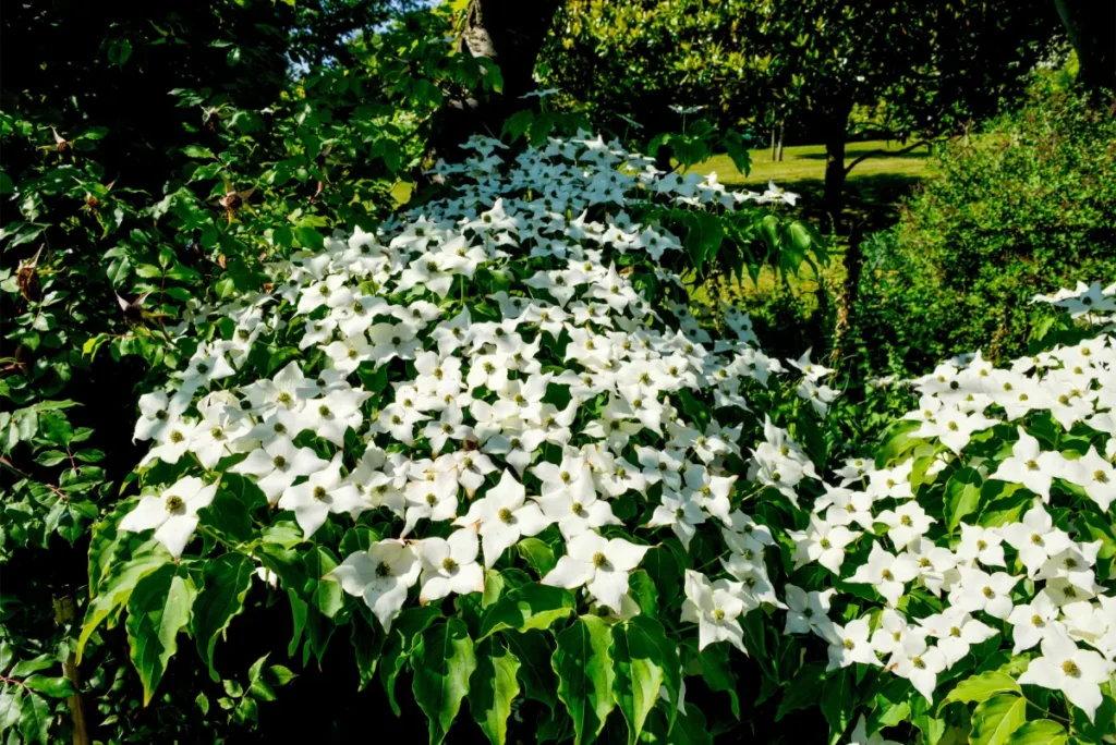 Japanischer Blumenhartriegel - Pflanzen, pflegen und überwintern