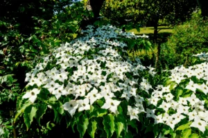 Japanischer Blumenhartriegel – Pflanzen, pflegen und überwintern Japanischer Blumenhartriegel - Pflanzen, pflegen und überwintern