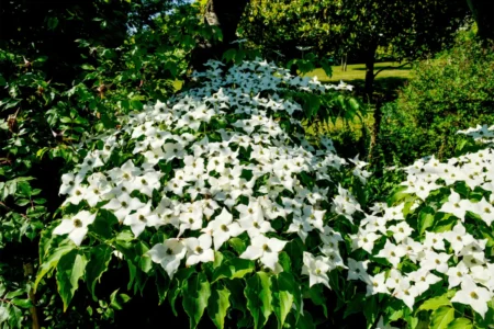 Japanischer Blumenhartriegel - Pflanzen, pflegen und überwintern