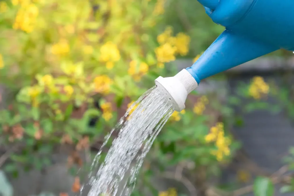 Wasser läuft aus Gießkanne Kichererbsen pflanzen, pflegen und ernten