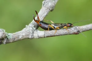 Ohrenkneifer: Alles rund um den Nützling und wie Sie ihn in den Garten locken können Ohrenkneifer