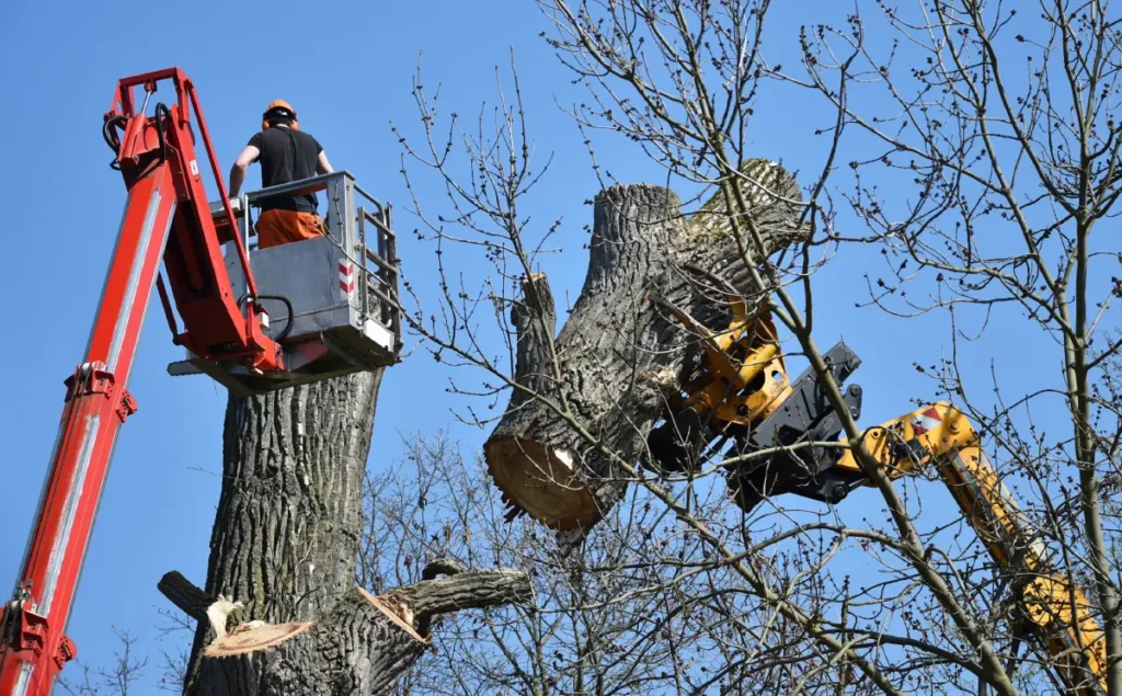 Risiken & Sicherheit: Wann Sie beim Baumfällen im eigenen Garten lieber einen Profi beauftragen sollten
