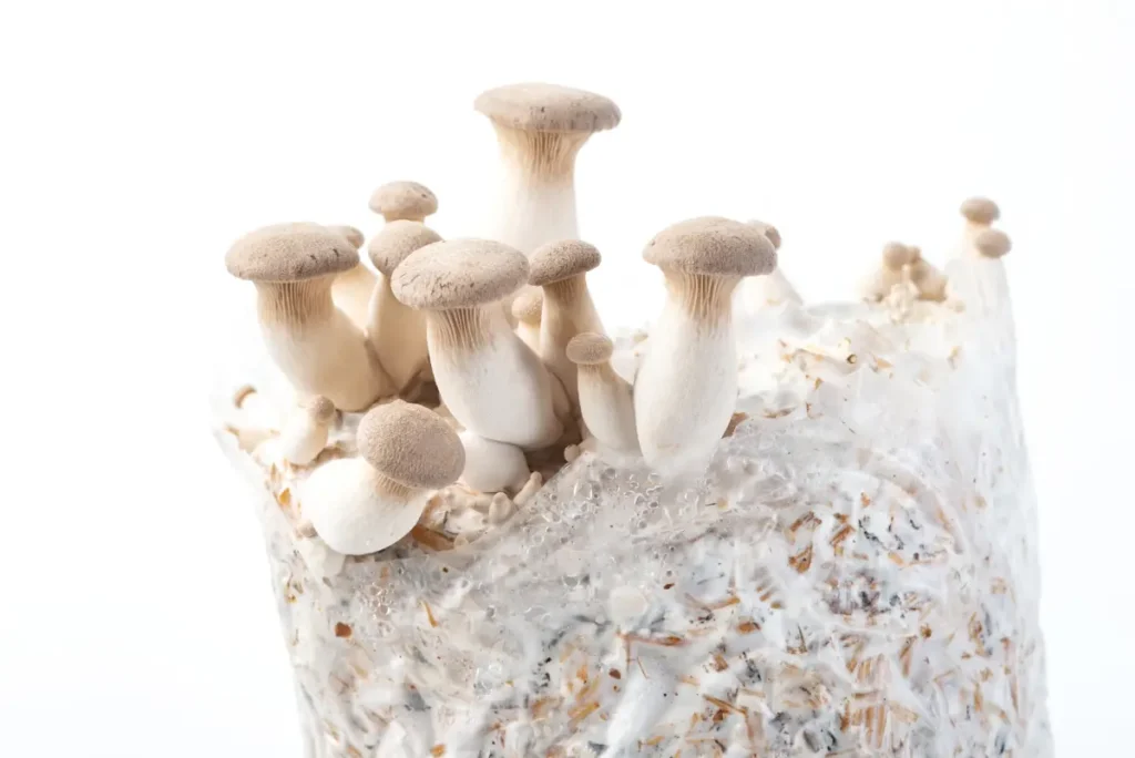 Kräuterseitlinge - Alles über Anzucht, Pflege & Zubereitung