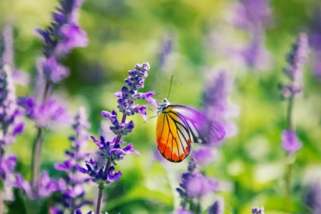 Ziersalbei – Die schönsten Sorten im Überblick