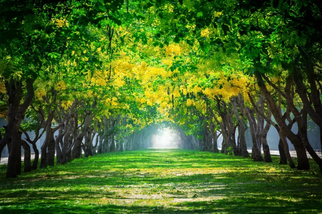 Allee mit Röhren-Kassie Röhren-Kassie pflanzen, pflegen und vermehren