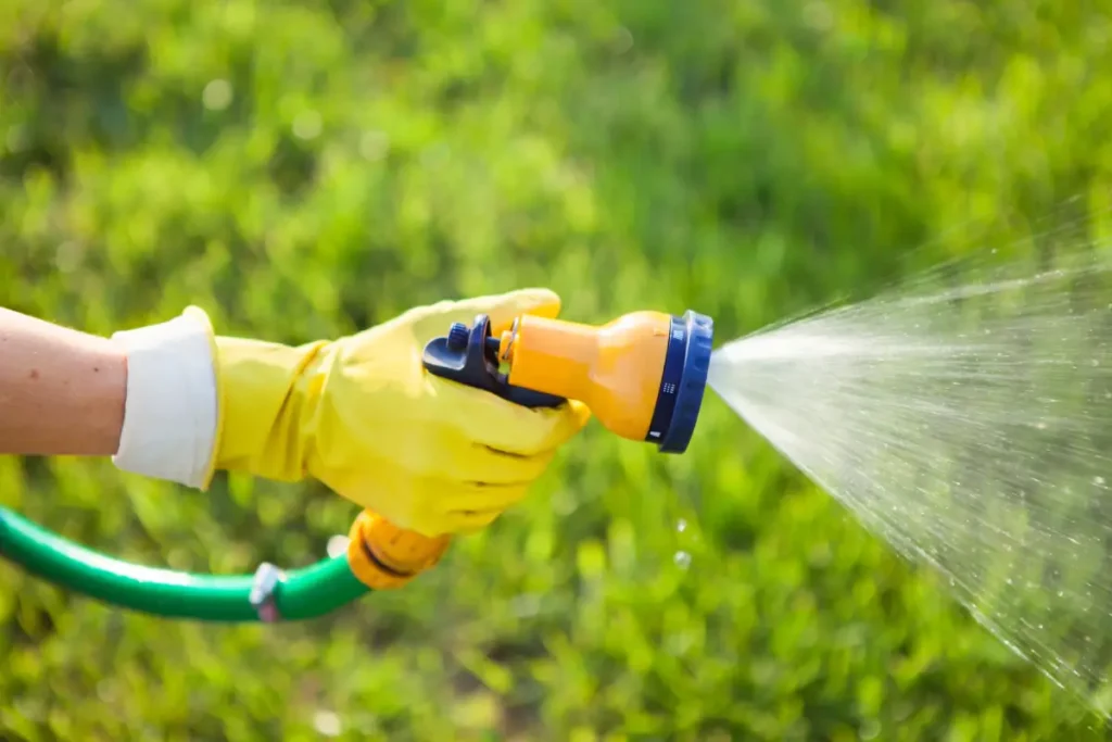 Hand mit Gartenschlauch und Gartenbrause Röhren-Kassie pflanzen, pflegen und vermehren
